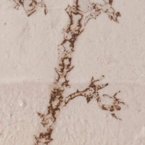view of 'Almond Tree III - Reflected Shadows' artwork from COBELIO