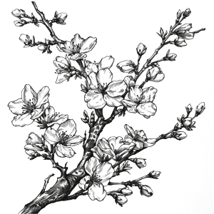COBELIO almond tree drawing