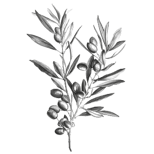 COBELIO olive tree drawing