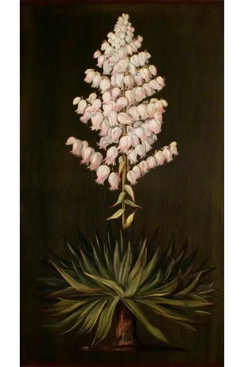 Adam's Aguja - Marianne North (1880)