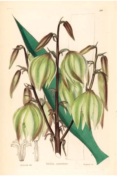 Yucca gloriosa - G. Willis (1854)