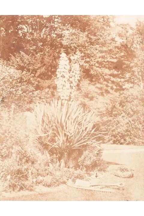 Yucca Gloriosa - John Dillwyn Llewelyn (1953-56)