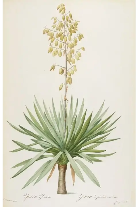 'Yuca gloriosa. "Lily"' - Pierre-Joseph Redoute (1802)