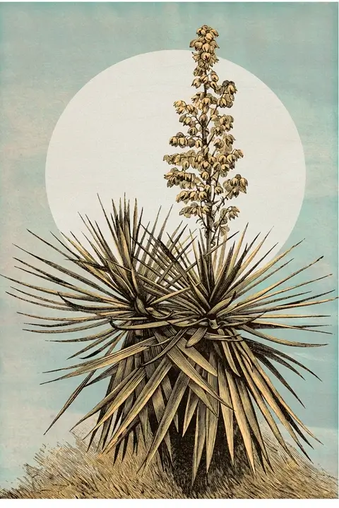 Yucca Gloriosa - Plans de Lagon - Komar