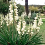 yucca gloriosa in a garden