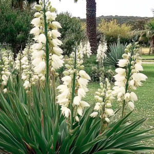 yucca gloriosa in a garden