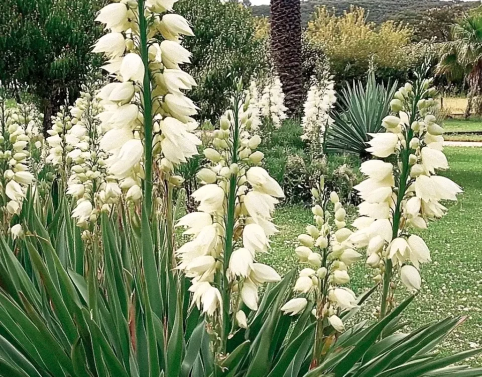 yucca gloriosa in a garden