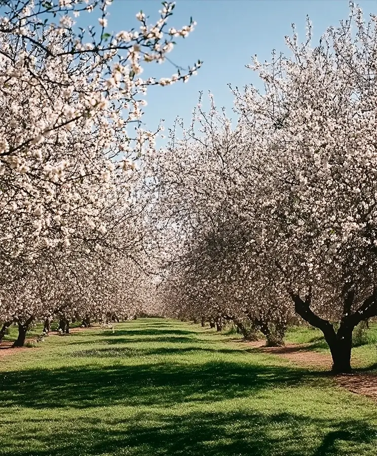 Ripon almond blossom fest