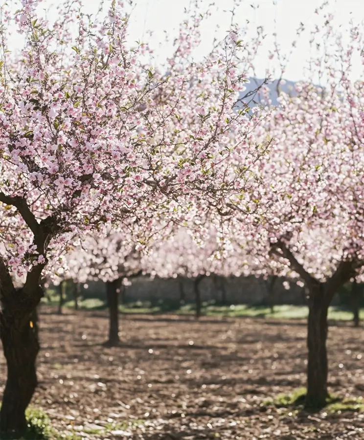 Ruta almendros en flor Spain