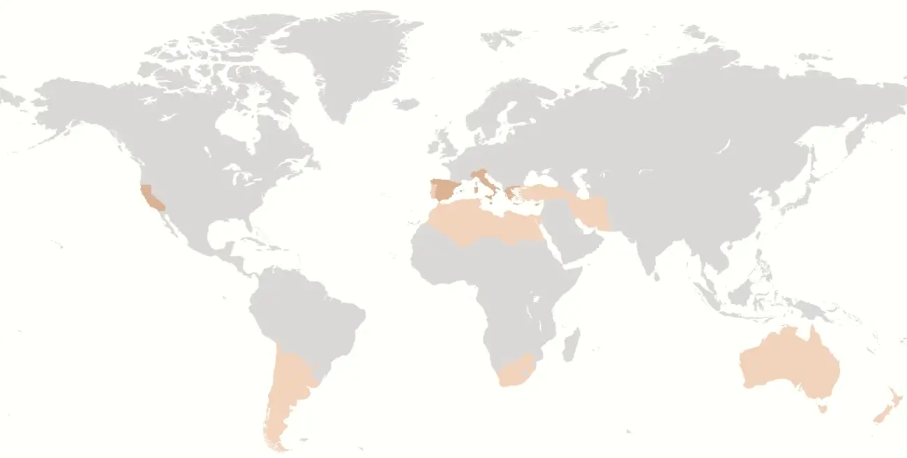 map olive tree cultivation