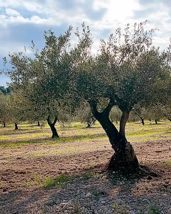 cobelio_olive_tree1