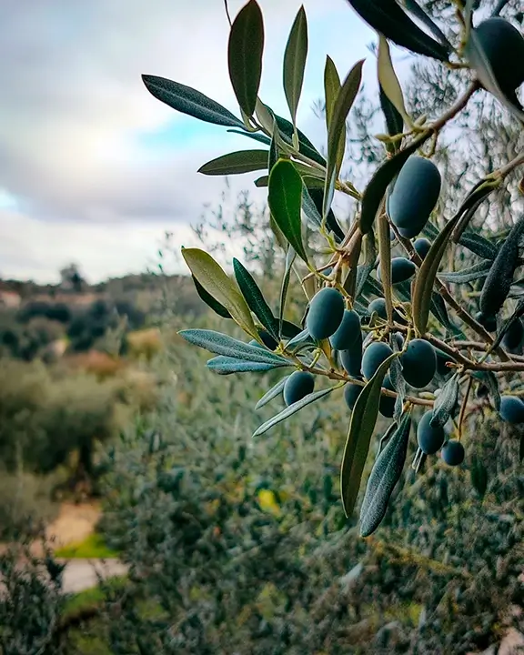 cobelio_olive_tree
