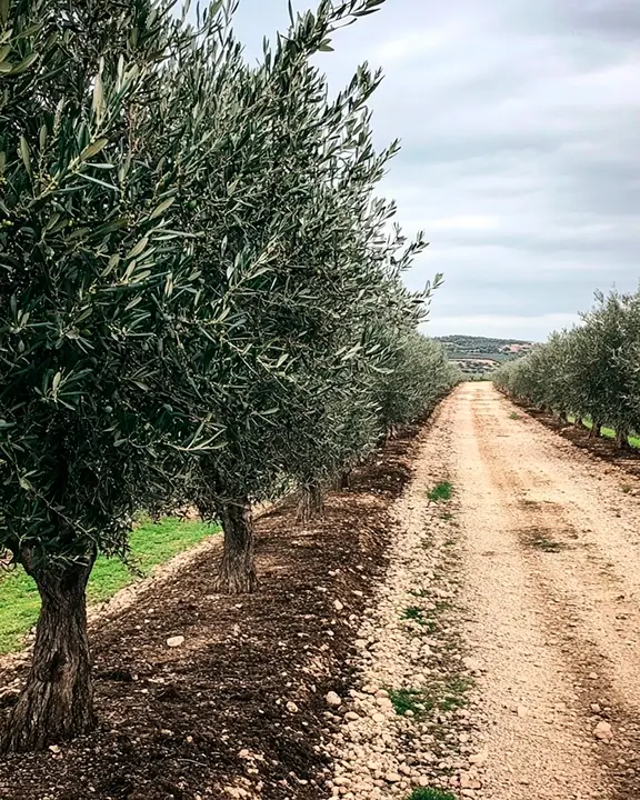 cobelio_olive_tree