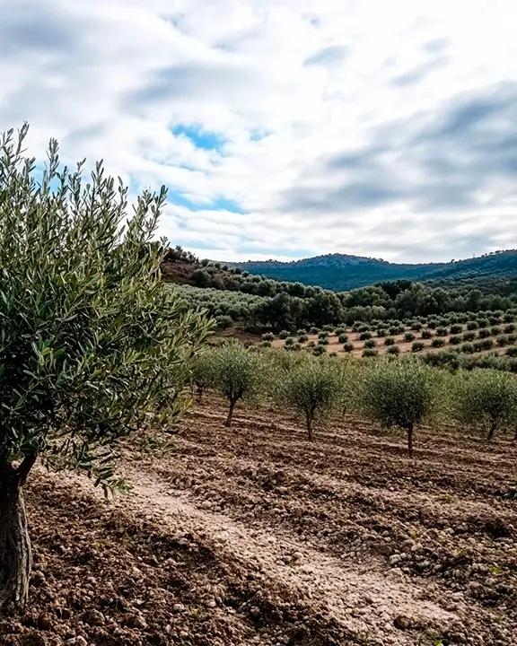 cobelio_olive_tree