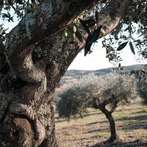 Olive Tree portrait in Mediterranean landscape