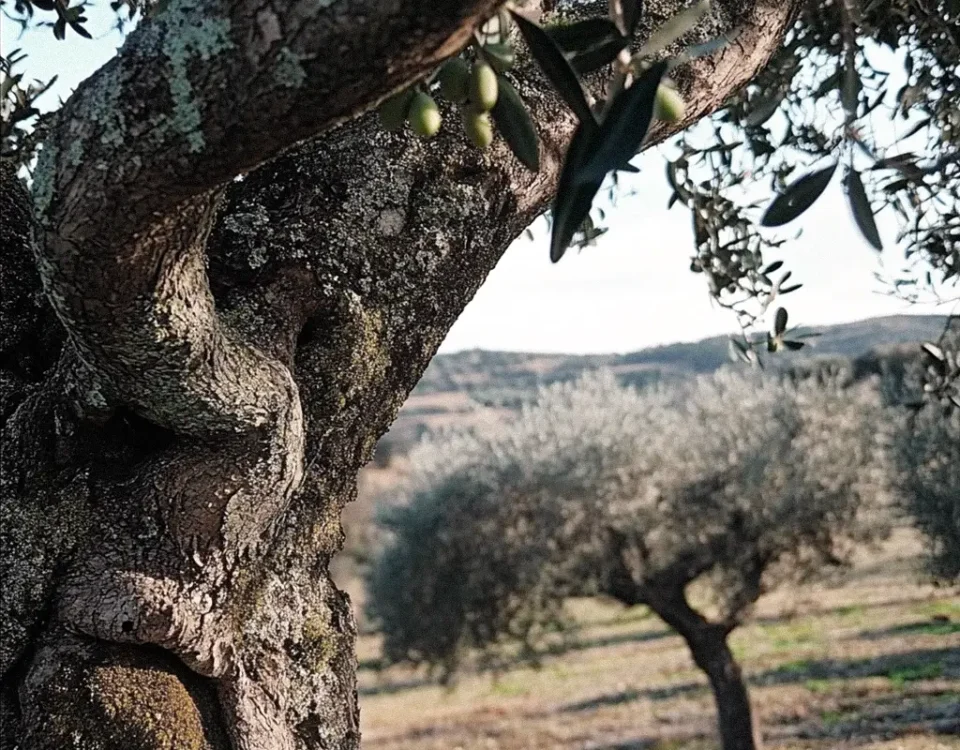 Olive Tree portrait in Mediterranean landscape