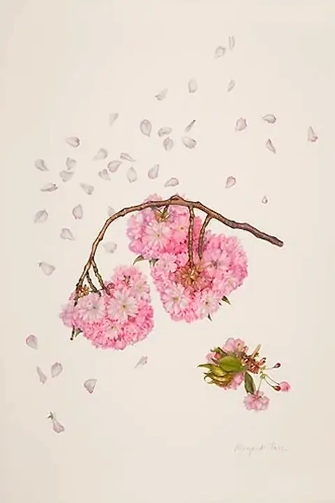 "Prunus Kanzan illustration" - Brooklyn Botanic Garden (2009)