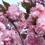 cobelio kanzan cherry tree blog