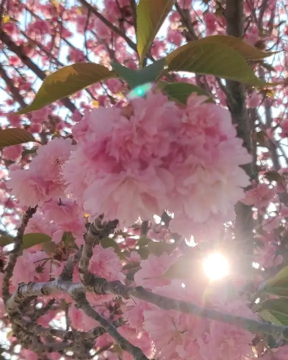 cobelio kanzan cherry tree inspiration