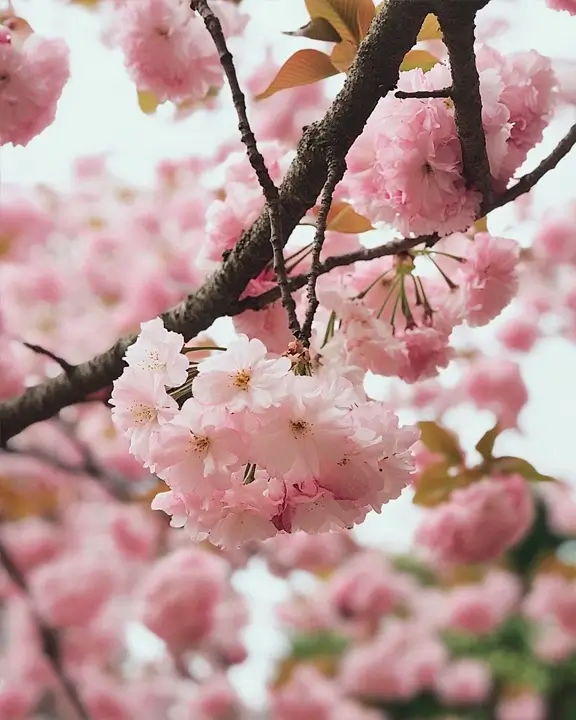 cobelio kanzan cherry tree inspiration