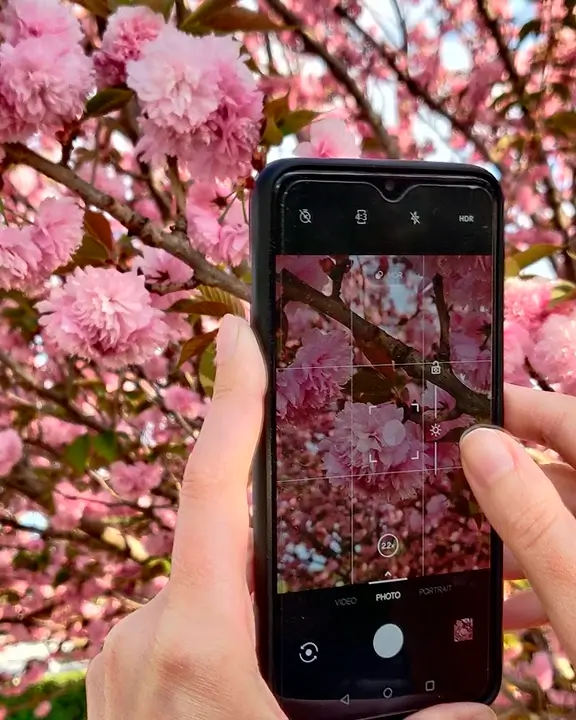 cobelio kanzan cherry tree inspiration