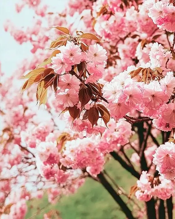 cobelio kanzan cherry tree inspiration