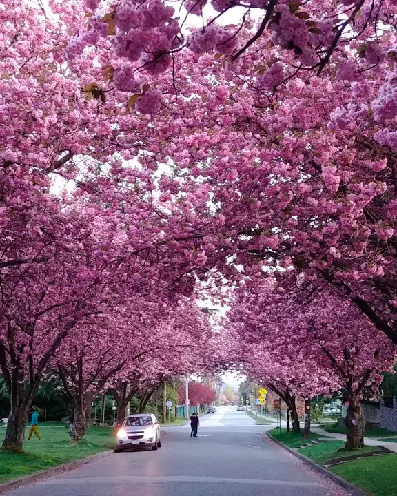 kanzan trees avenue