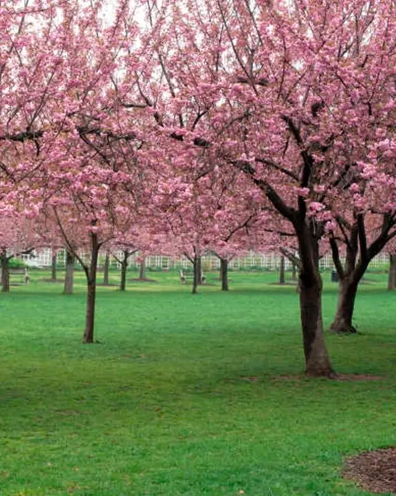 kanzan cherry treees in brooklyn botanic garden