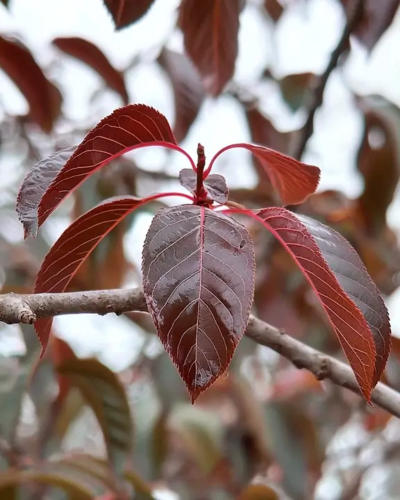 kanzan cherry tree royal burgundy