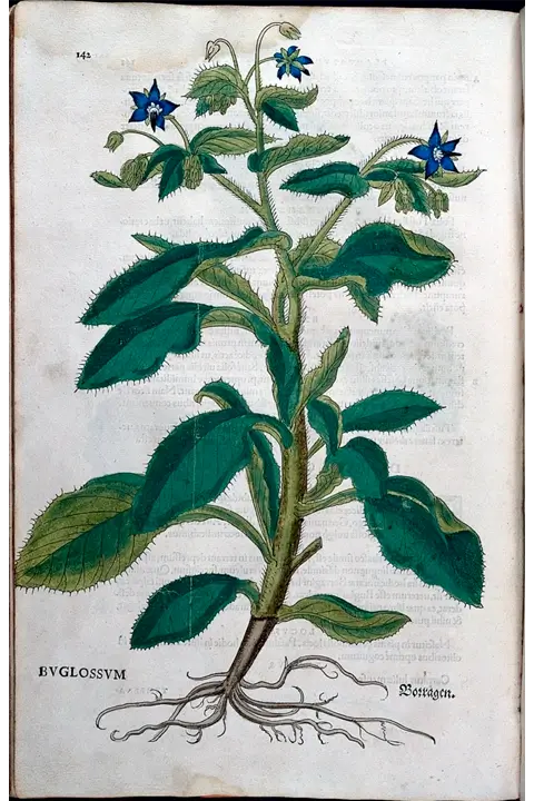 'Buglossum' - Leonhart Fuchs (1542)