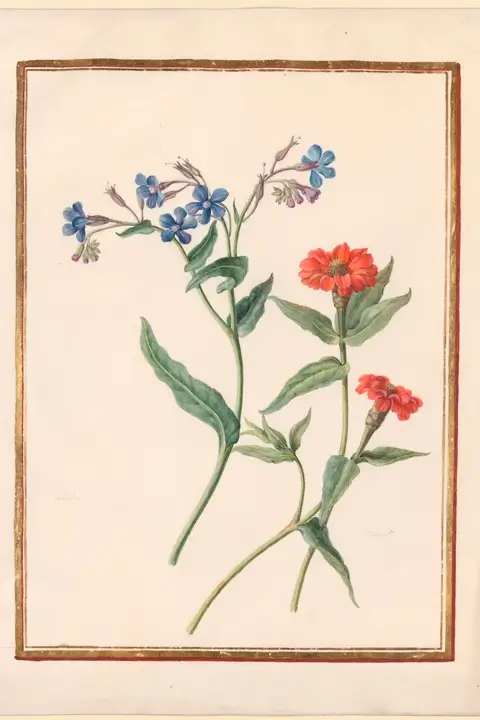 Borage (Borago officinalis) watercolor - Madeleine Françoise Basseporte, 1750