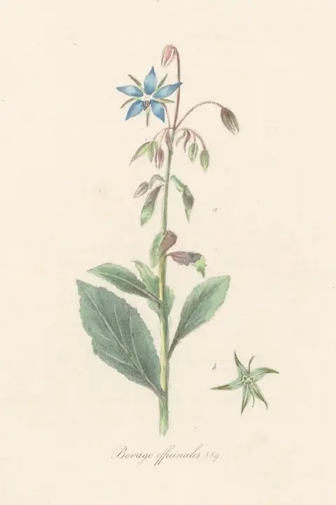 Borago officinalis illustration in Flora Batava publication, 1840