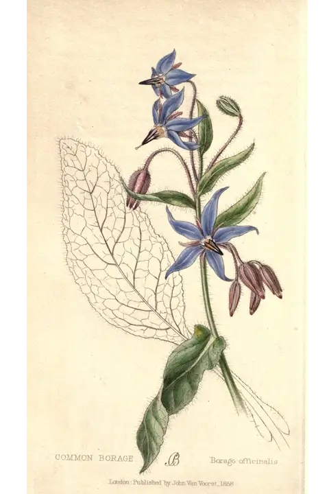 Borago officinalis - Charlotte Berrington, 1858