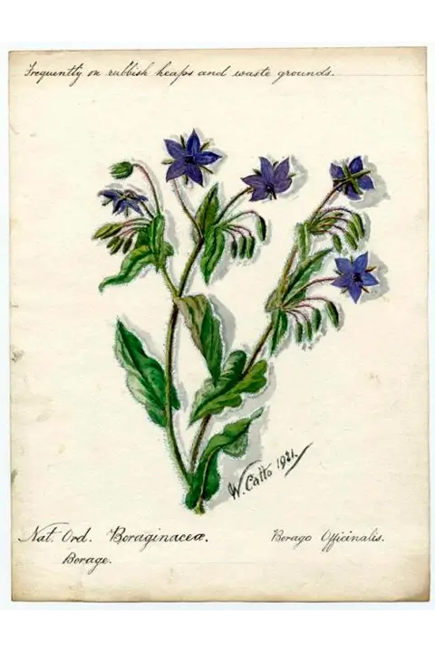 Borage - William Catto, 1921