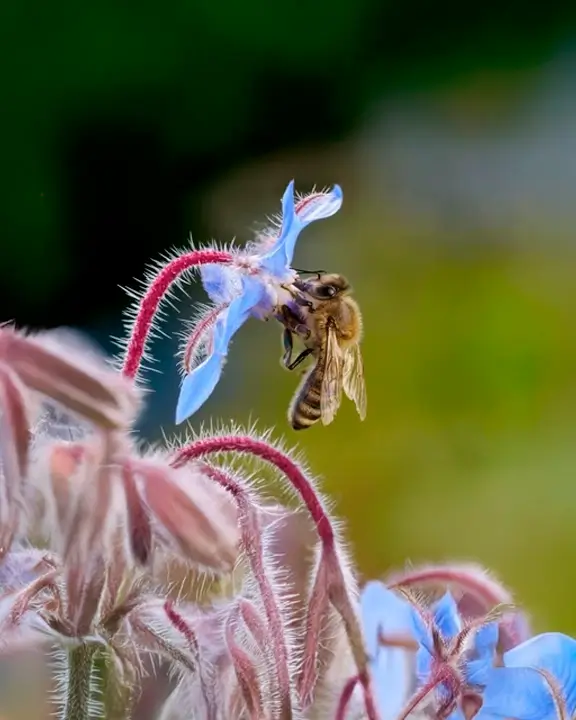 bee in a borage flower