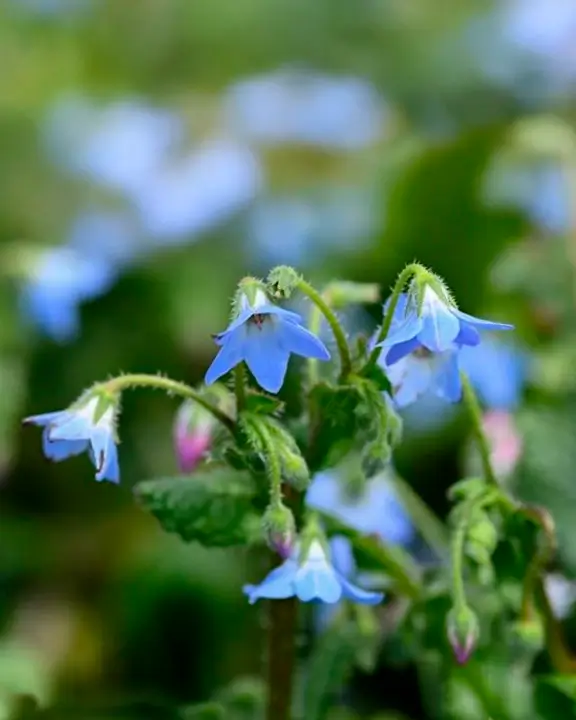 creeping brage variety