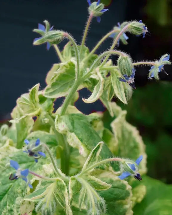 Variegated Borage (Borago officinalis ‘Variegata’)
