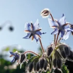 cobelio borage