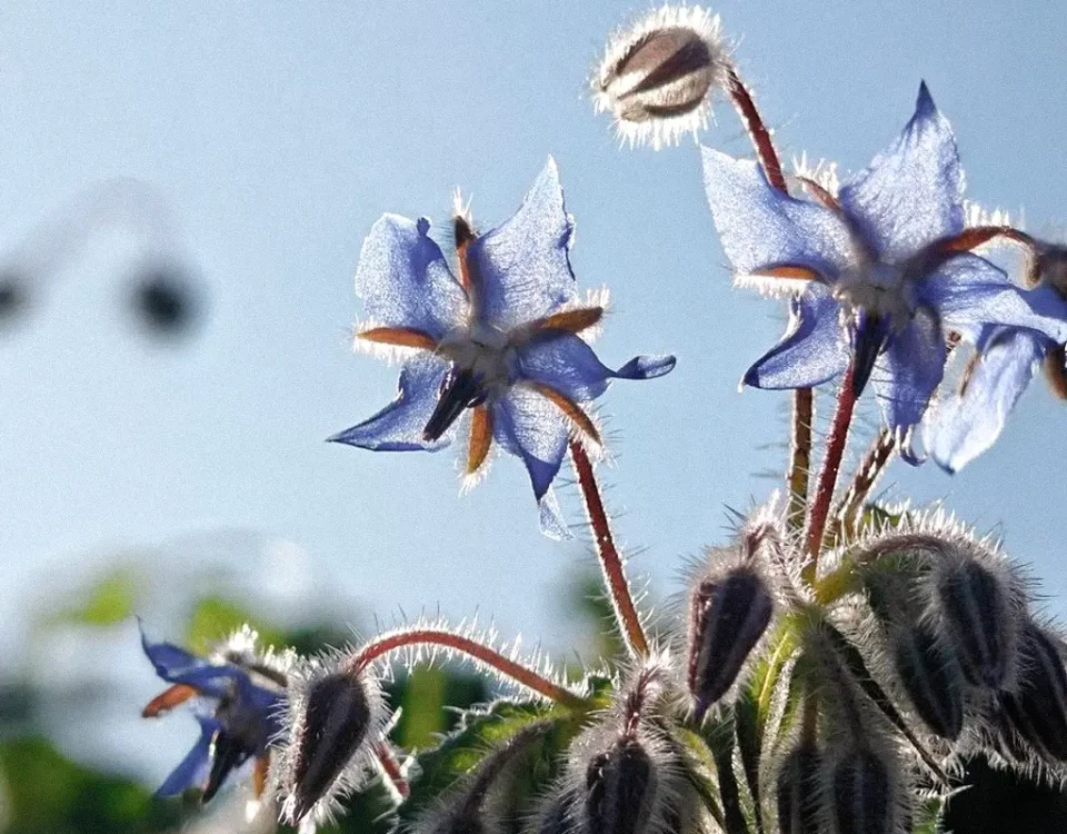 cobelio borage