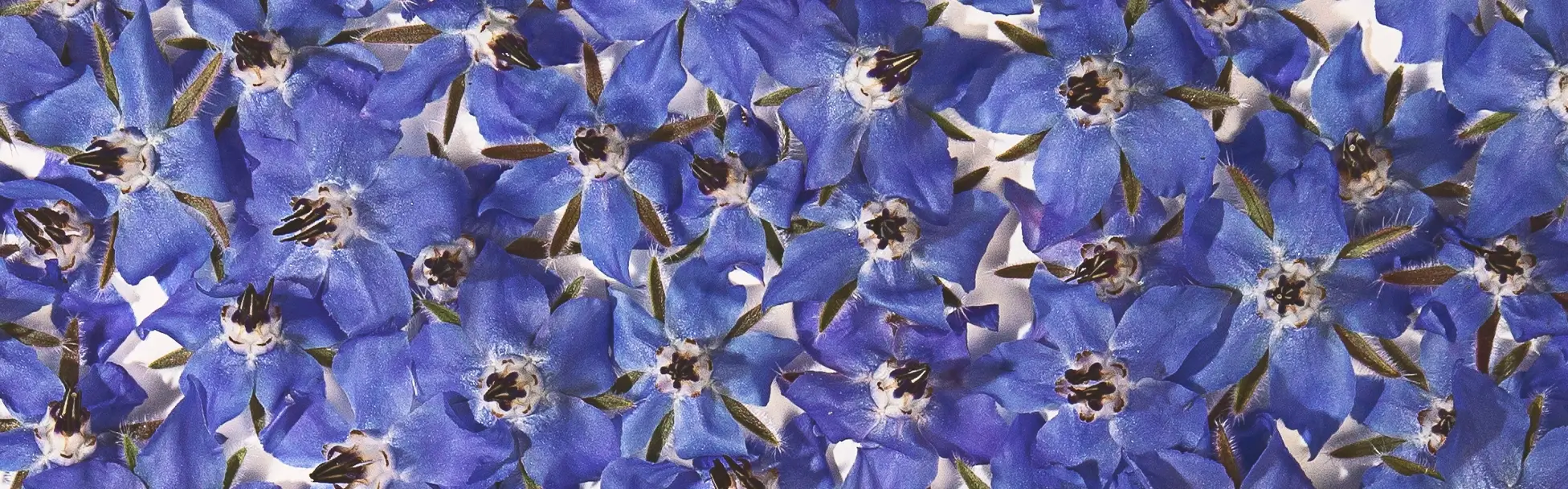 cobelio borage texture pattern mobile