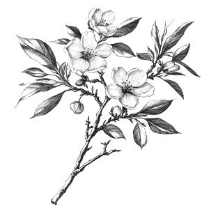 cobelio kanzan cherry tre drawing