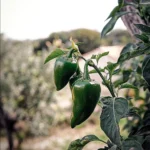 cobelio pepper plant