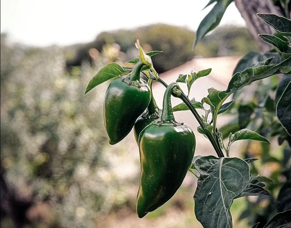 cobelio pepper plant
