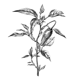 botanical illustration of a pepper plant