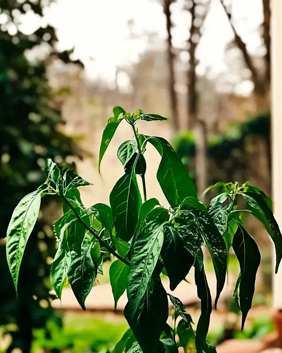 cobelio pepper