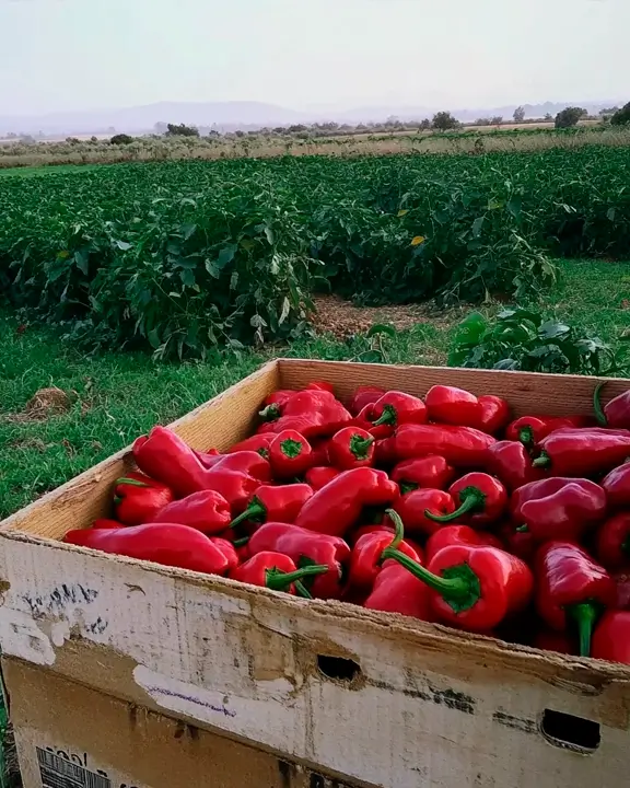 cobelio pepper