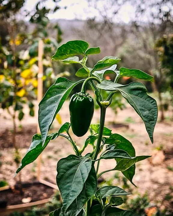 cobelio pepper