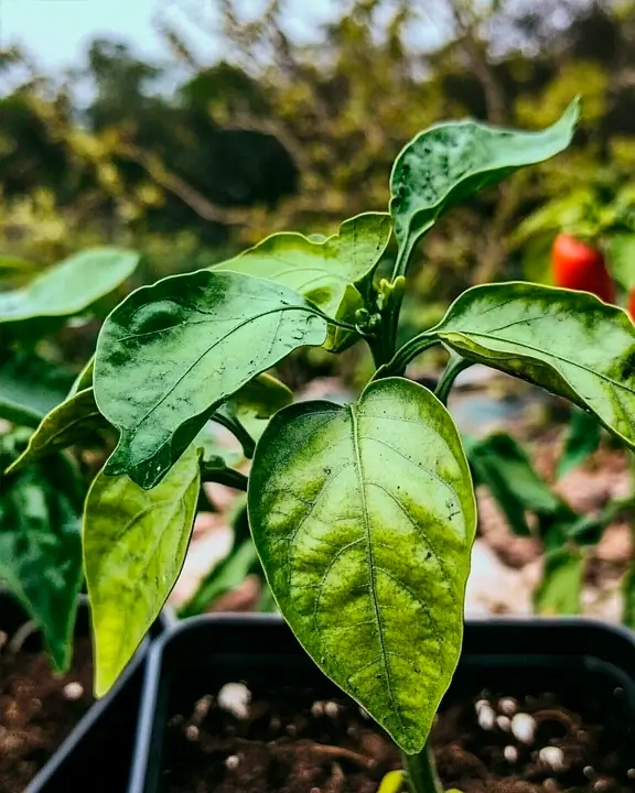 cobelio pepper