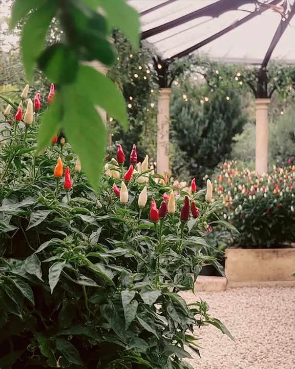 bolivian rainbow peppers used as ornamental gardening