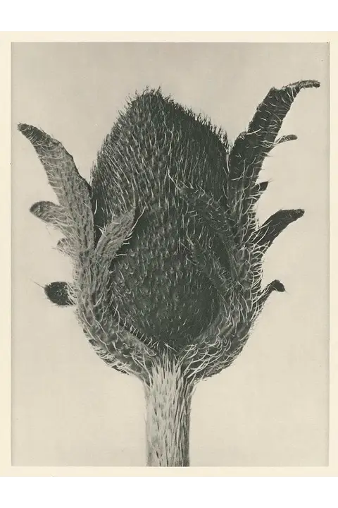 Karl Blossfeldt – Papaver rhoeas, c.1928